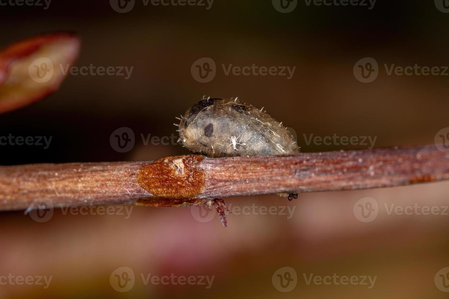 kleine Schwebfliegenpuppe foto