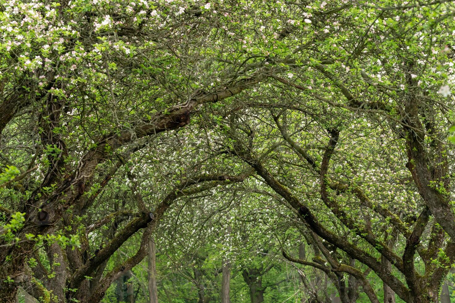 Verriegelung Kirsche Baum Kronen. Kirsche Bäume Gasse. foto