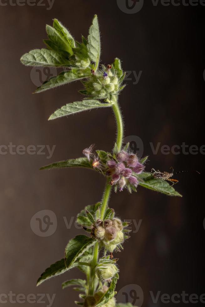 blühende Pflanze in Makroansicht foto