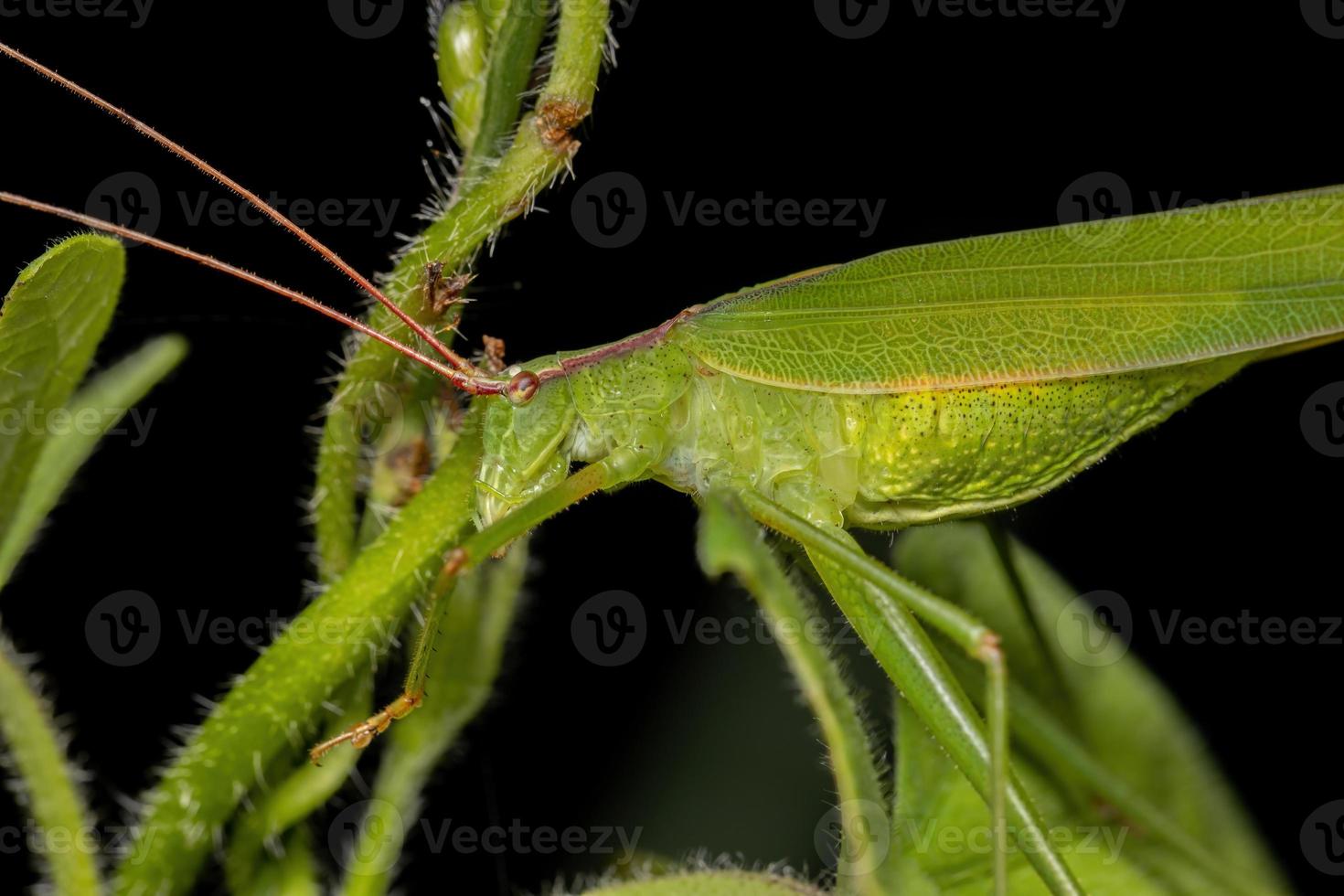 erwachsene weibliche Haneropterine katydid foto