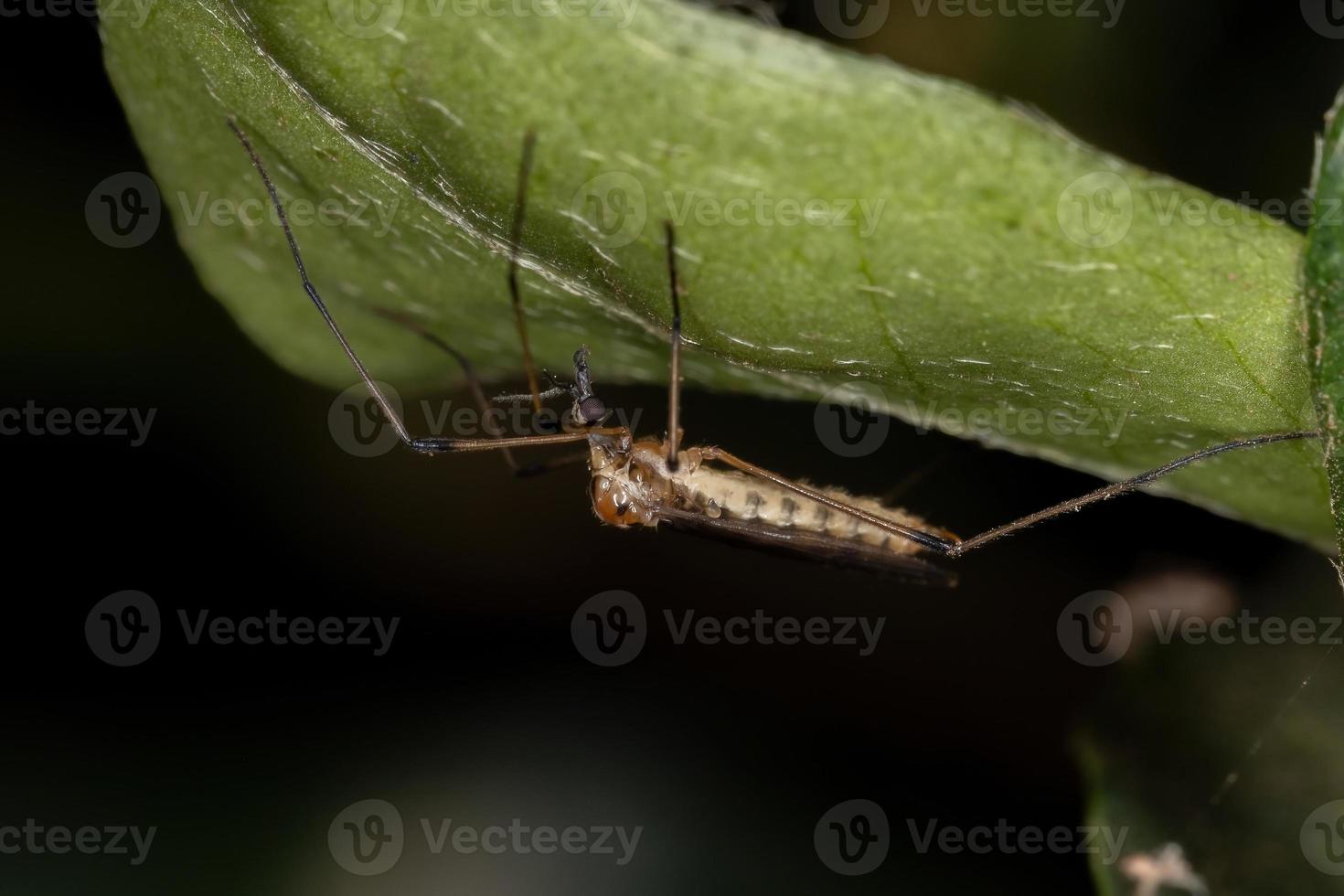 Limoniid Kranich fliegen foto