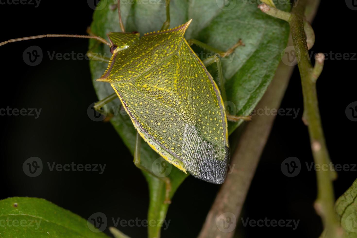 Erwachsene stinken insekten foto