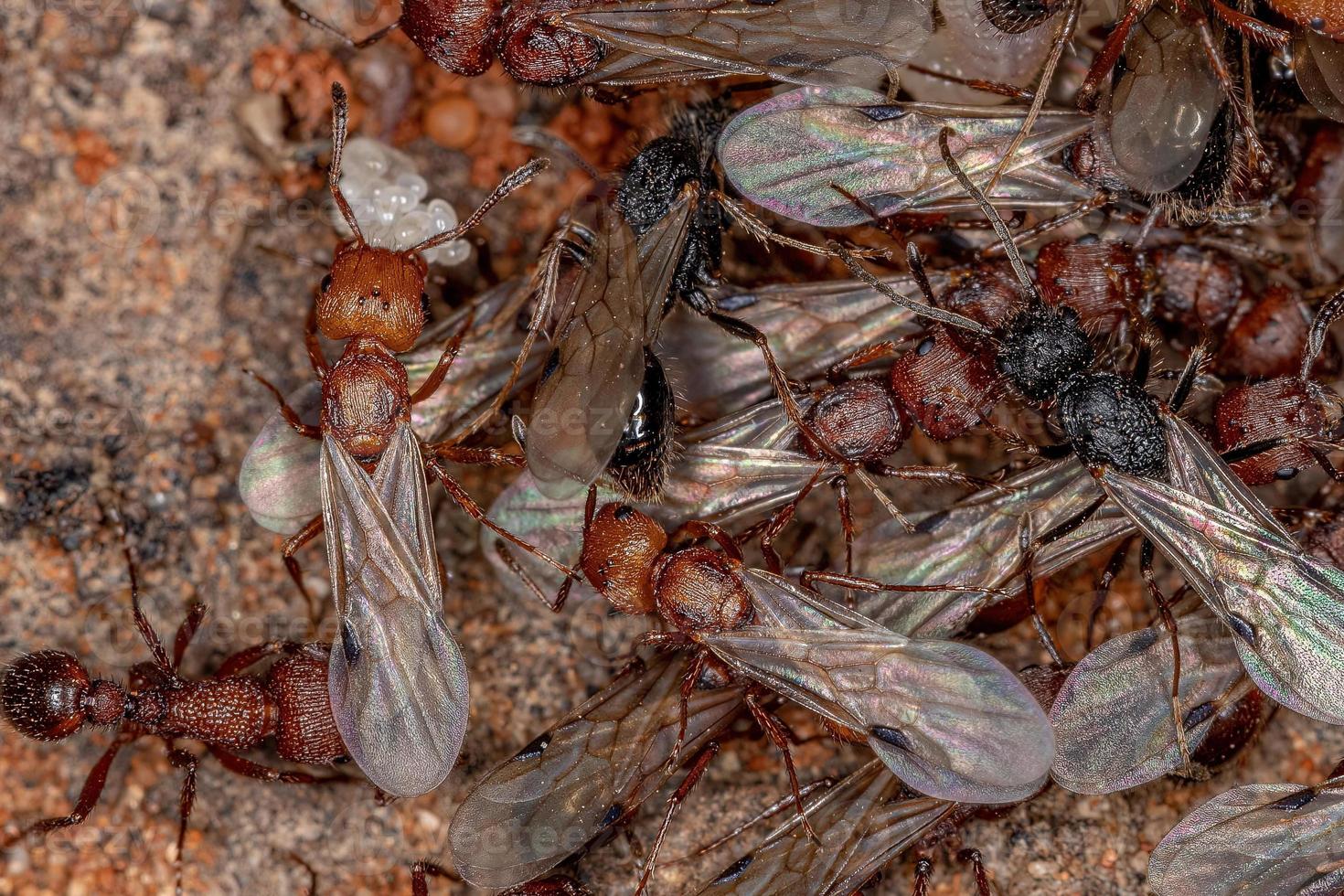 erwachsene Ernteameisen foto