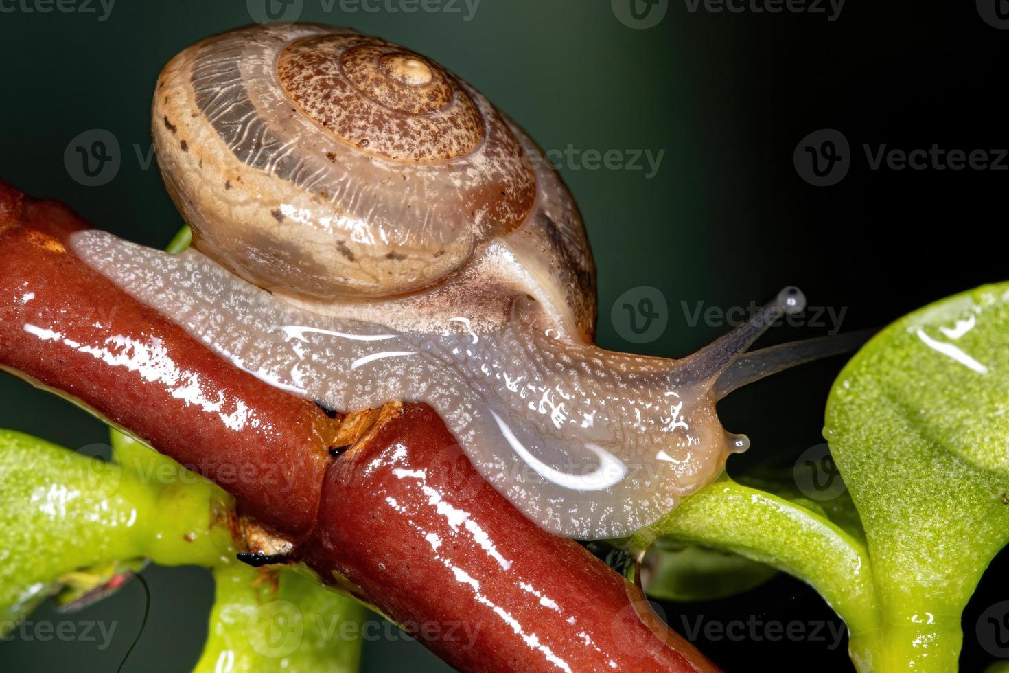 asiatische Landstreicherschnecke foto