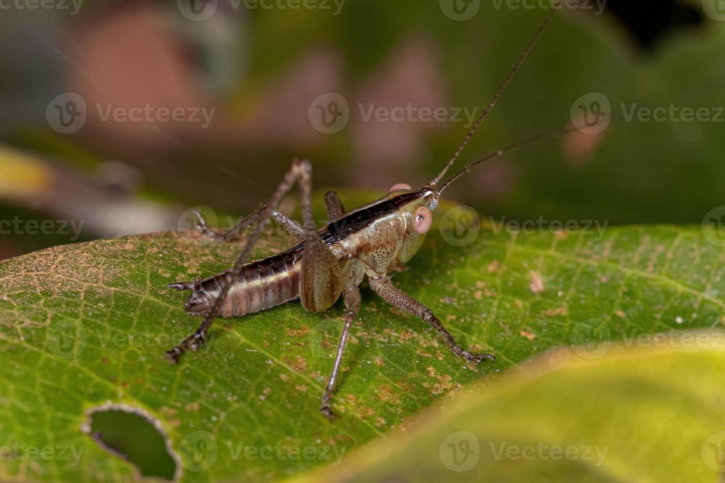 Kleine Wiese Katydid Nymphe foto