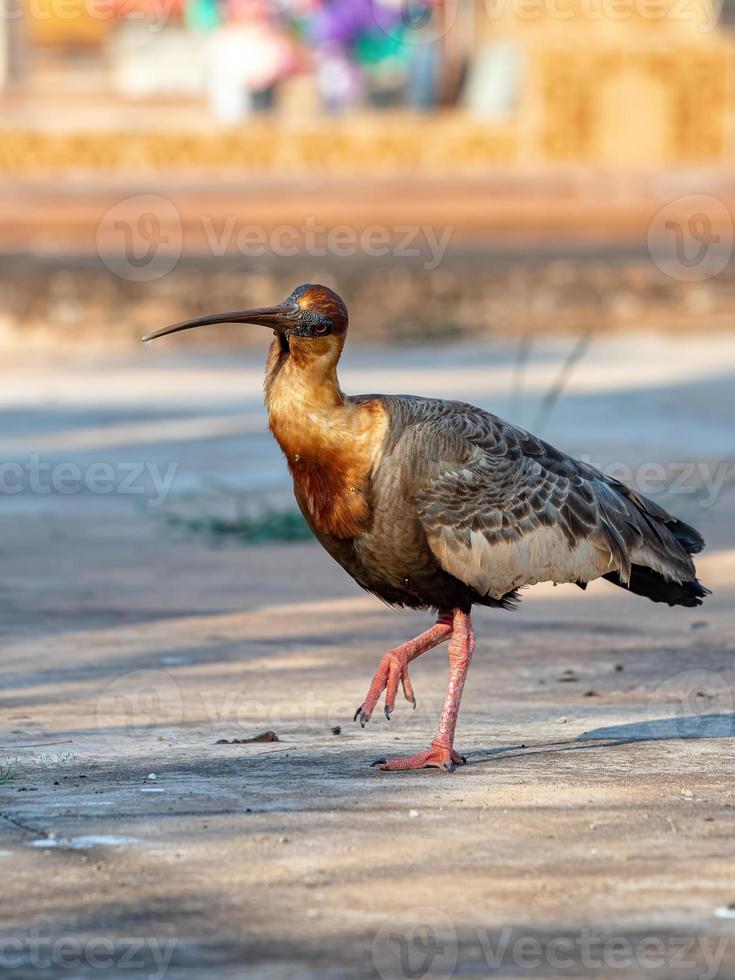 buffnecked ibis foto