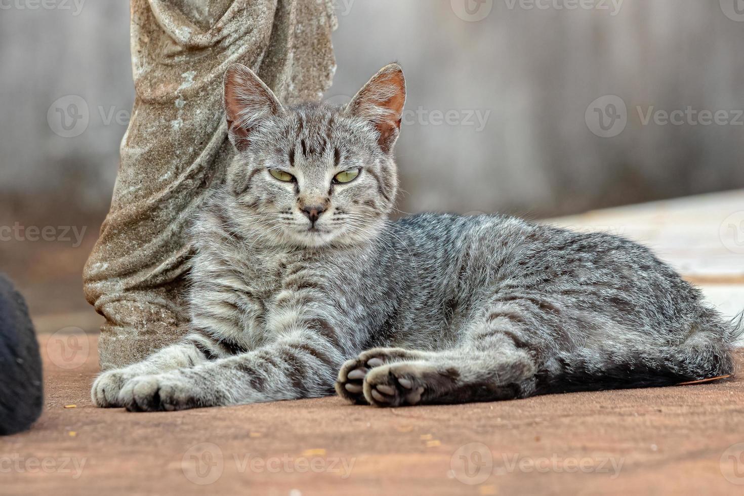 wilde Hauskatze foto