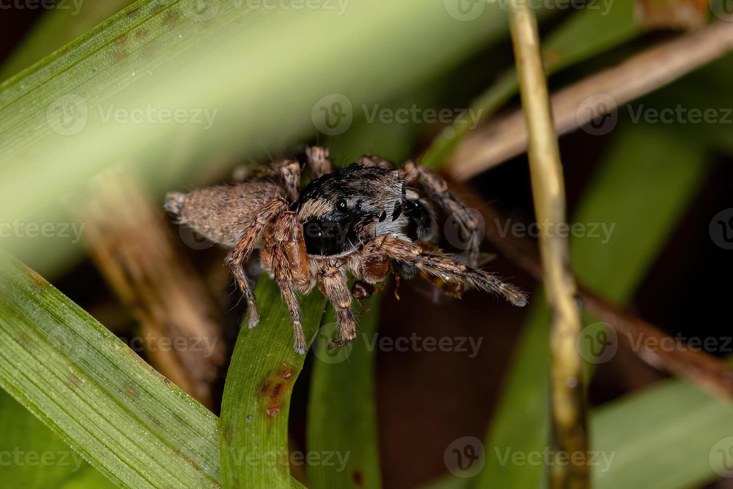 männliche erwachsene Springspinne foto