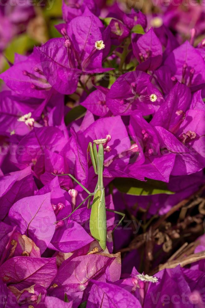 erwachsene weibliche Mantis der Gattung Oxyopsis auf einer rosa Blume foto