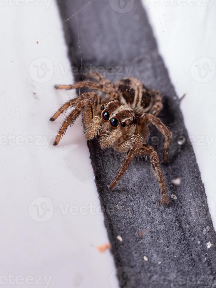 pantropische Springspinne foto