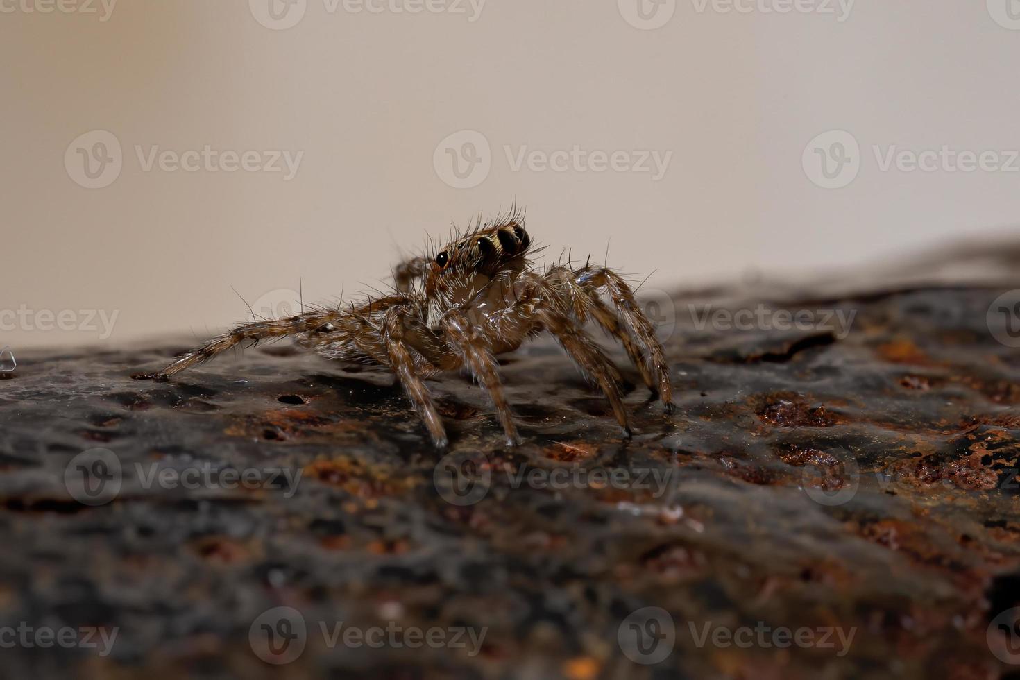 pantropische Springspinne foto