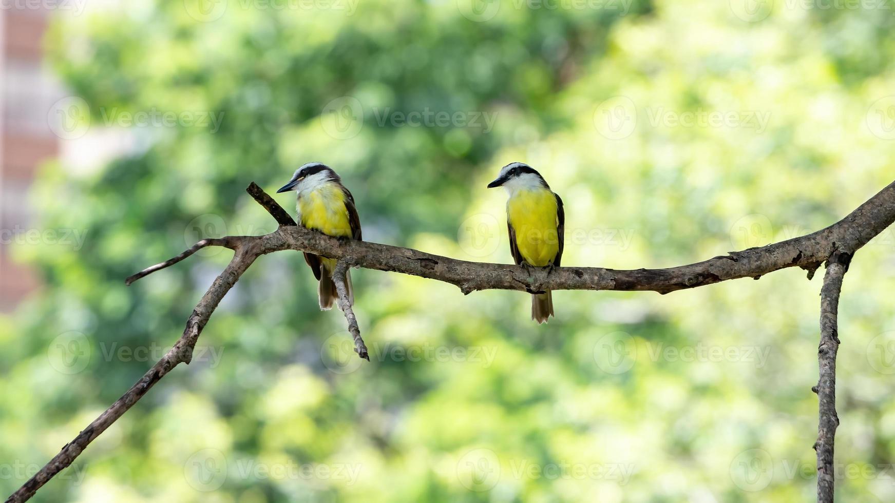 tolles Kiskadee-Tier foto