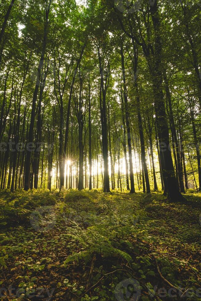 Sonnenuntergang im ein makellos laubabwerfend Wald im Hallerbos, Brabantse wouden National Park, Belgien foto