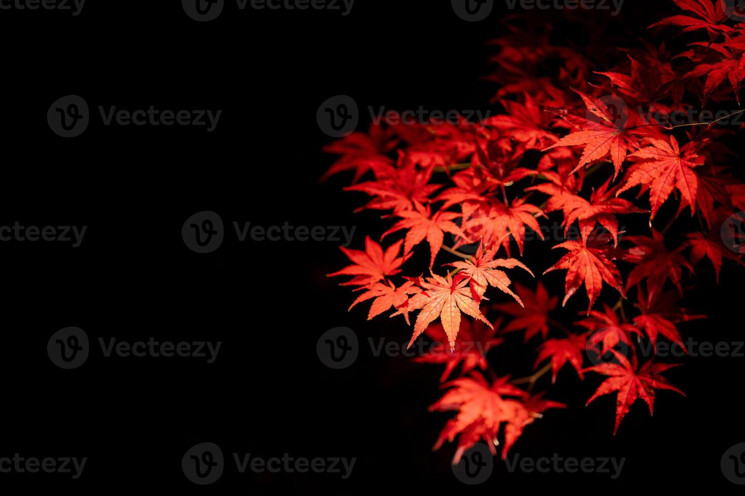 das Detail von rot Blatt Ahorn auf dunkel Hintergrund. das Brunch von rot Ahorn Baum im Herbst Jahreszeit. das Beleuchtung und Schatten reflektieren zu rot Klinge mit Blatt und Nebenblatt. foto