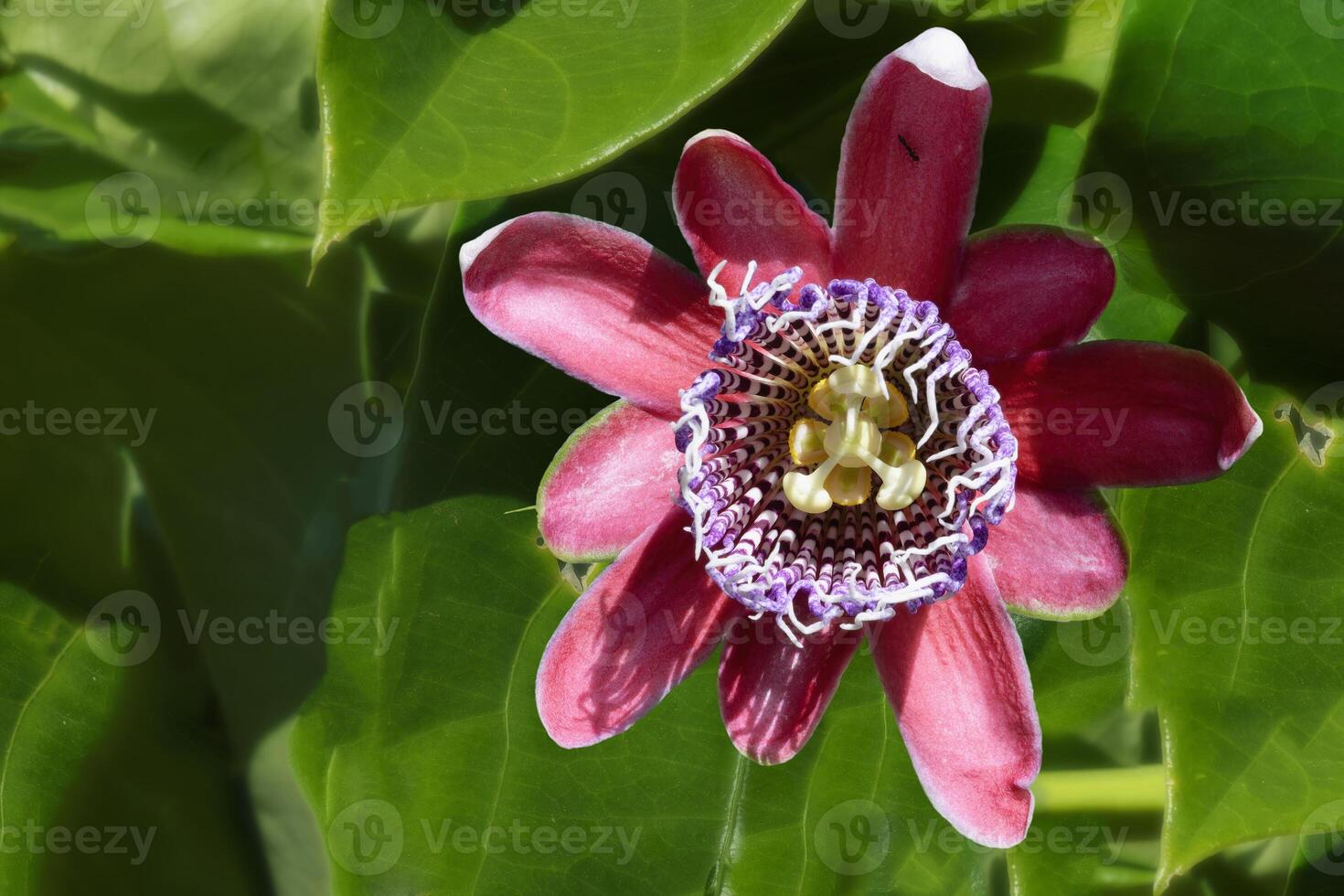 lila Leidenschaft Obst Blume, serra da Kanastra, minas Gerais Zustand, Brasilien foto