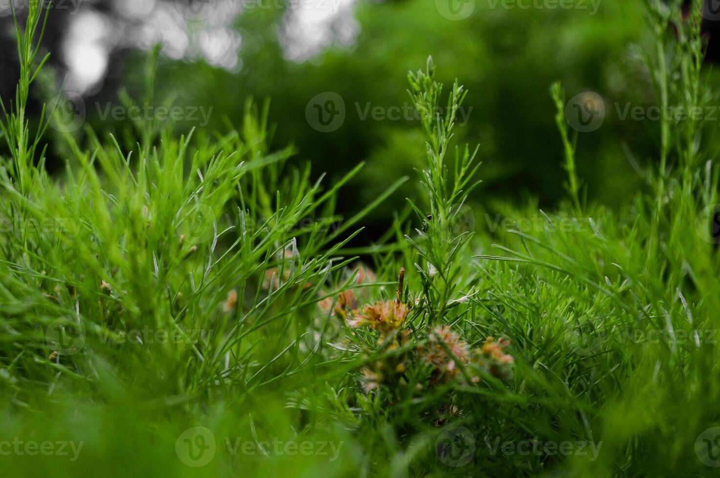 ein schwarz Ameise im das dick blätterartig Wald foto