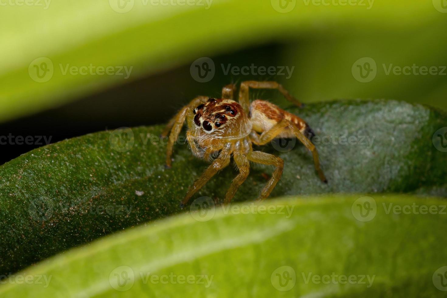 kleine springende Spinne foto