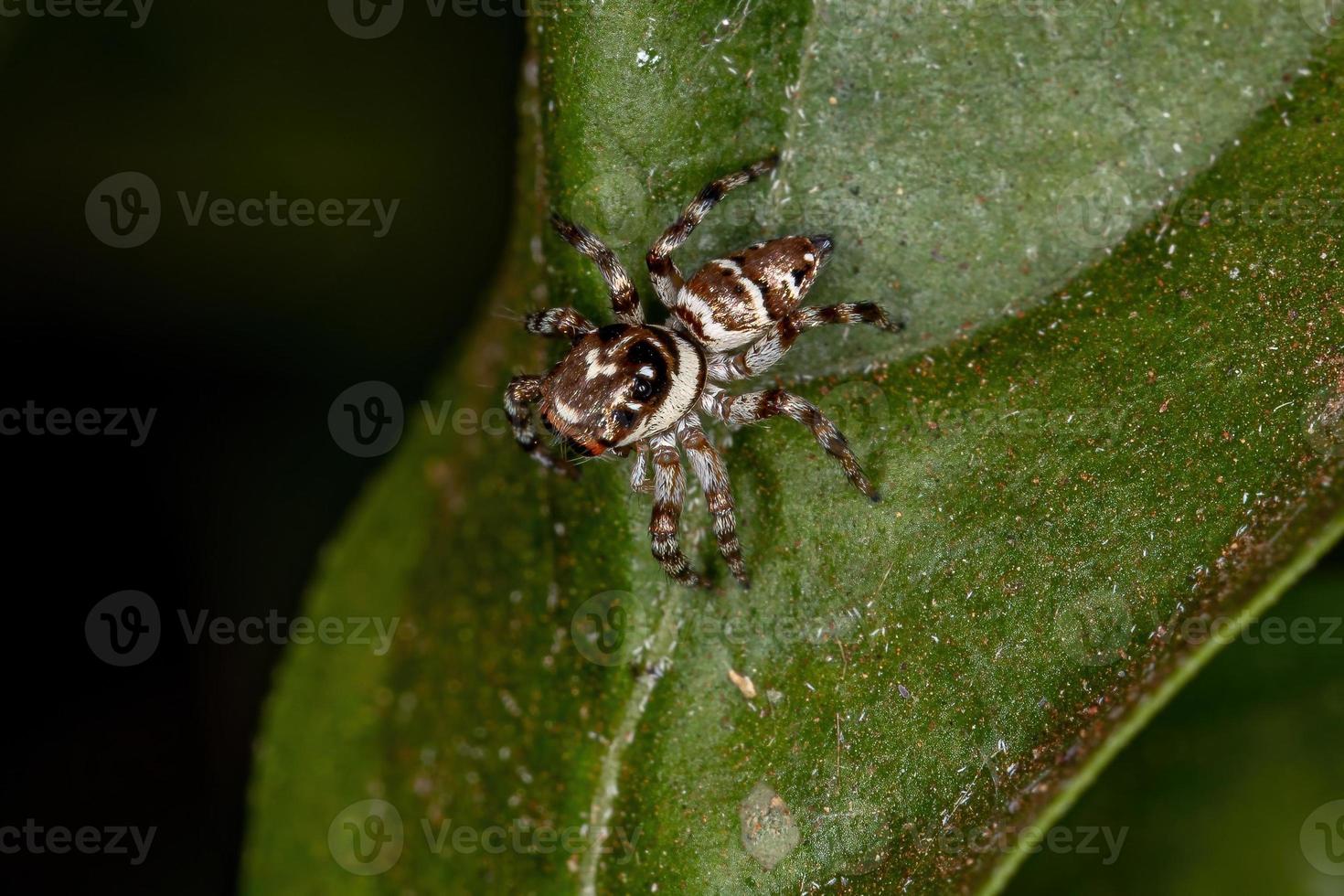 kleine springende Spinne foto