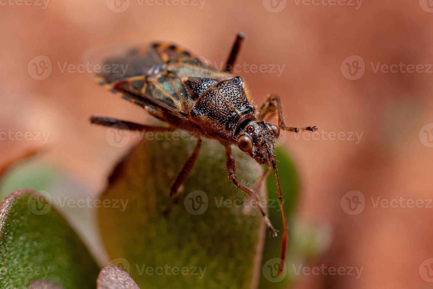 erwachsener geruchloser Pflanzenkäfer foto