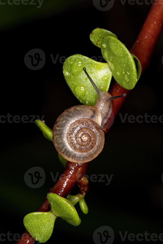 asiatische Landstreicherschnecke foto