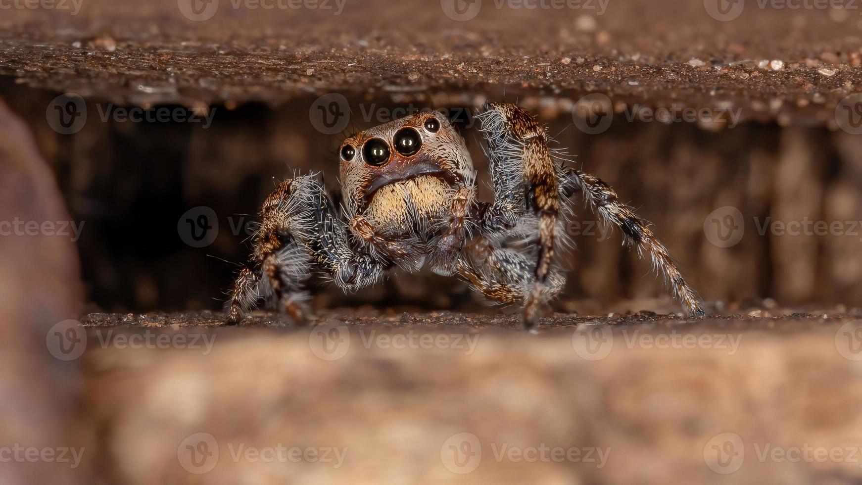 männliche springende Spinne foto