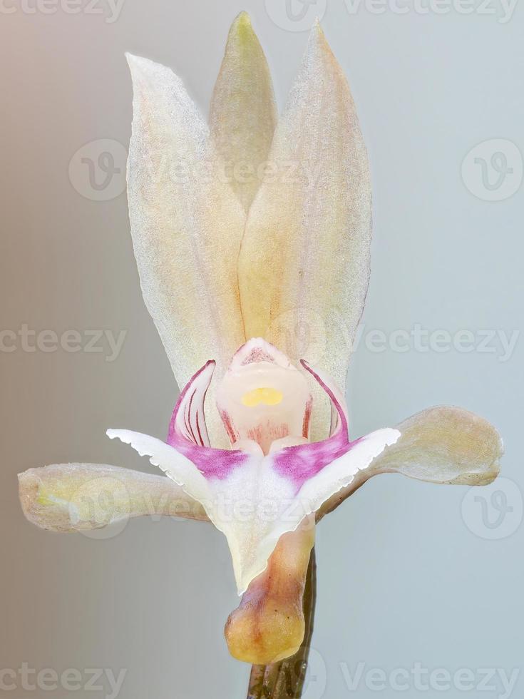 Blume Mönch Orchidee foto