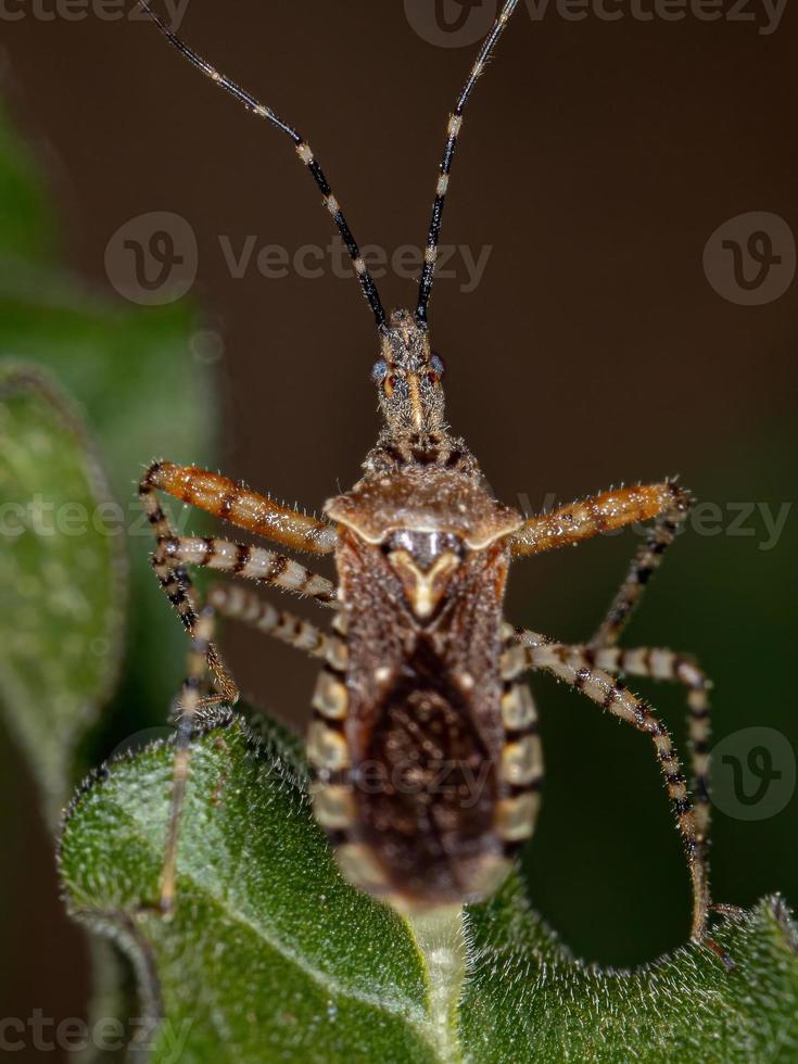 erwachsener Attentäter Bug foto