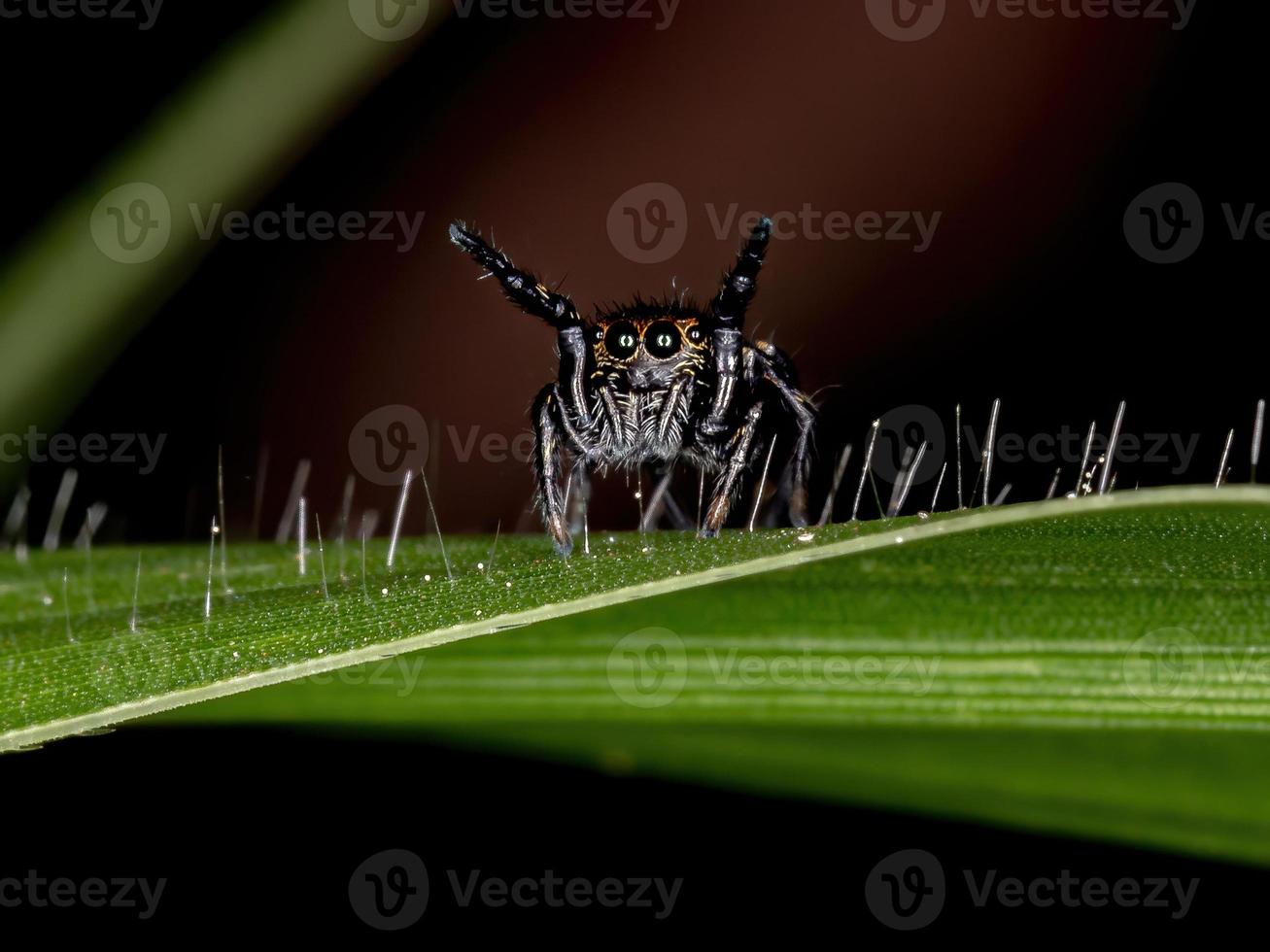 kleine springende Spinne foto