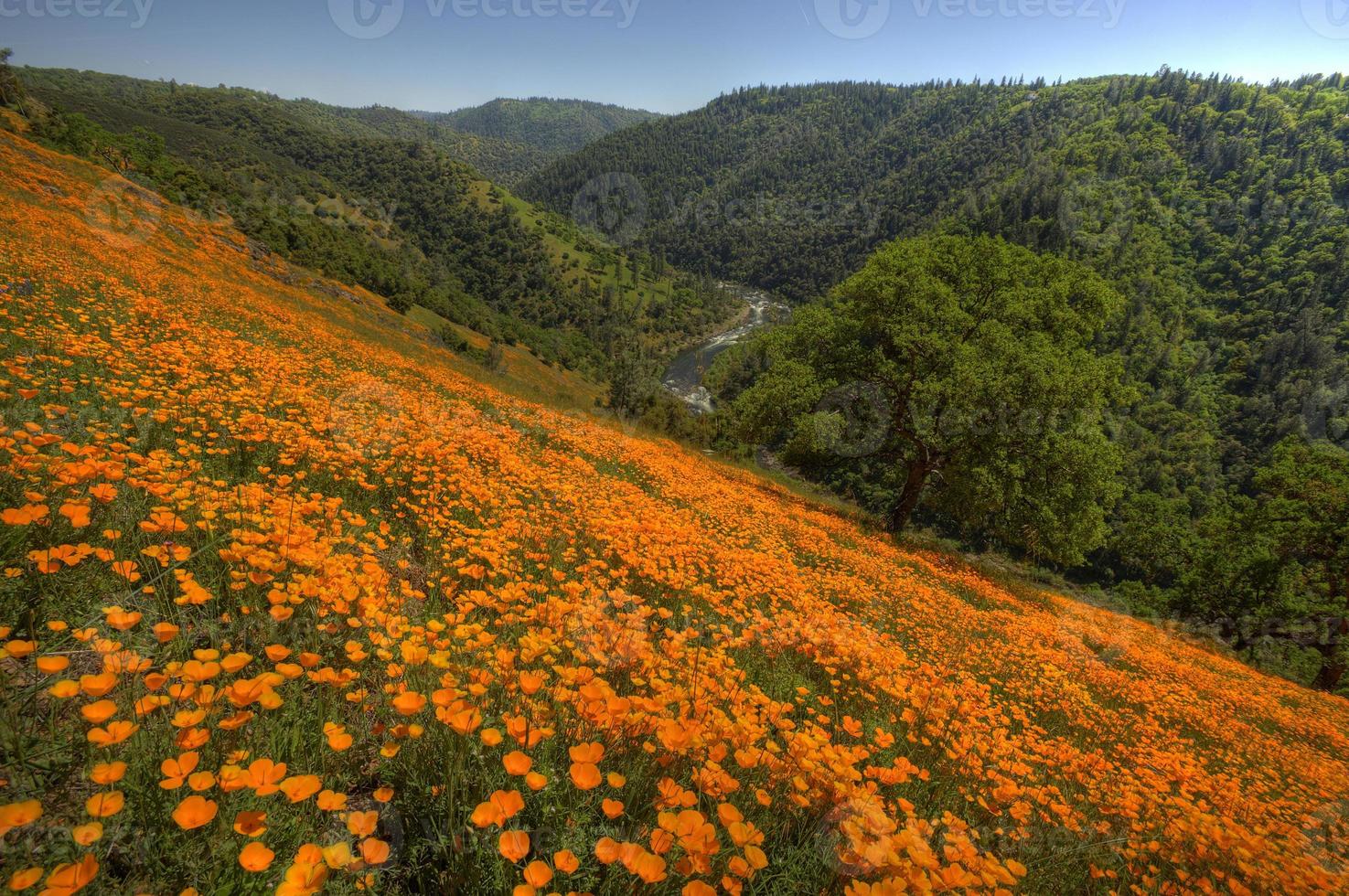 kalifornische Mohnblumen in der Nähe von Coloma, Kalifornien foto