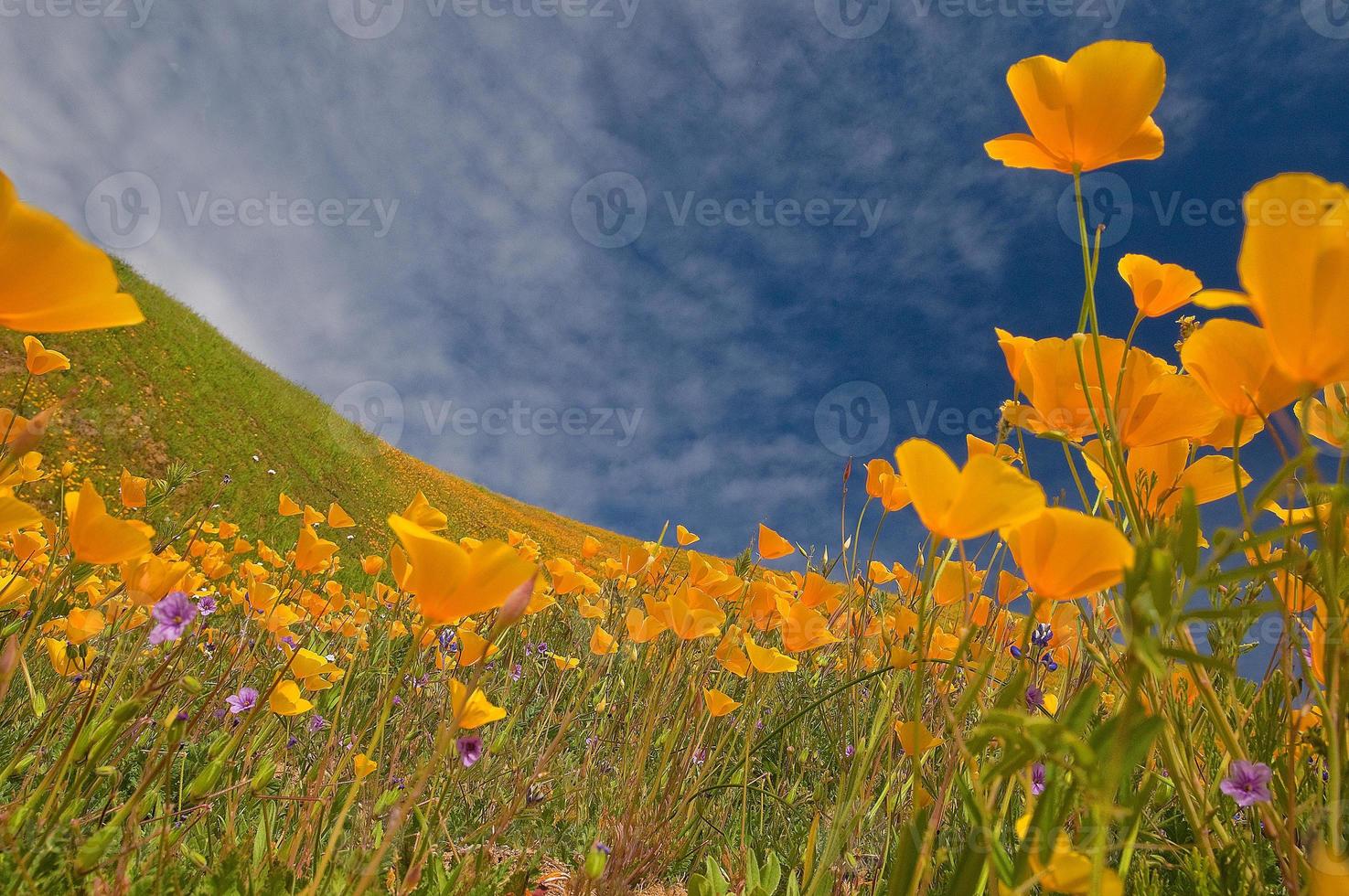 kalifornische Mohnblumen, mt. Murphy, Coloma foto