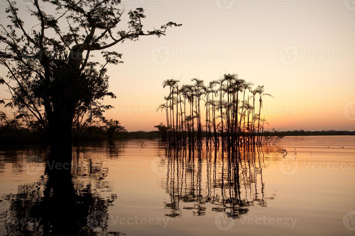 überflutete Palmen, Laguna Grande, Äquator, Amazonas-Regenwald foto