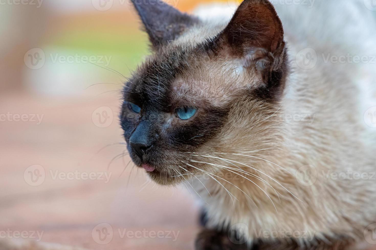 wilde Hauskatze foto