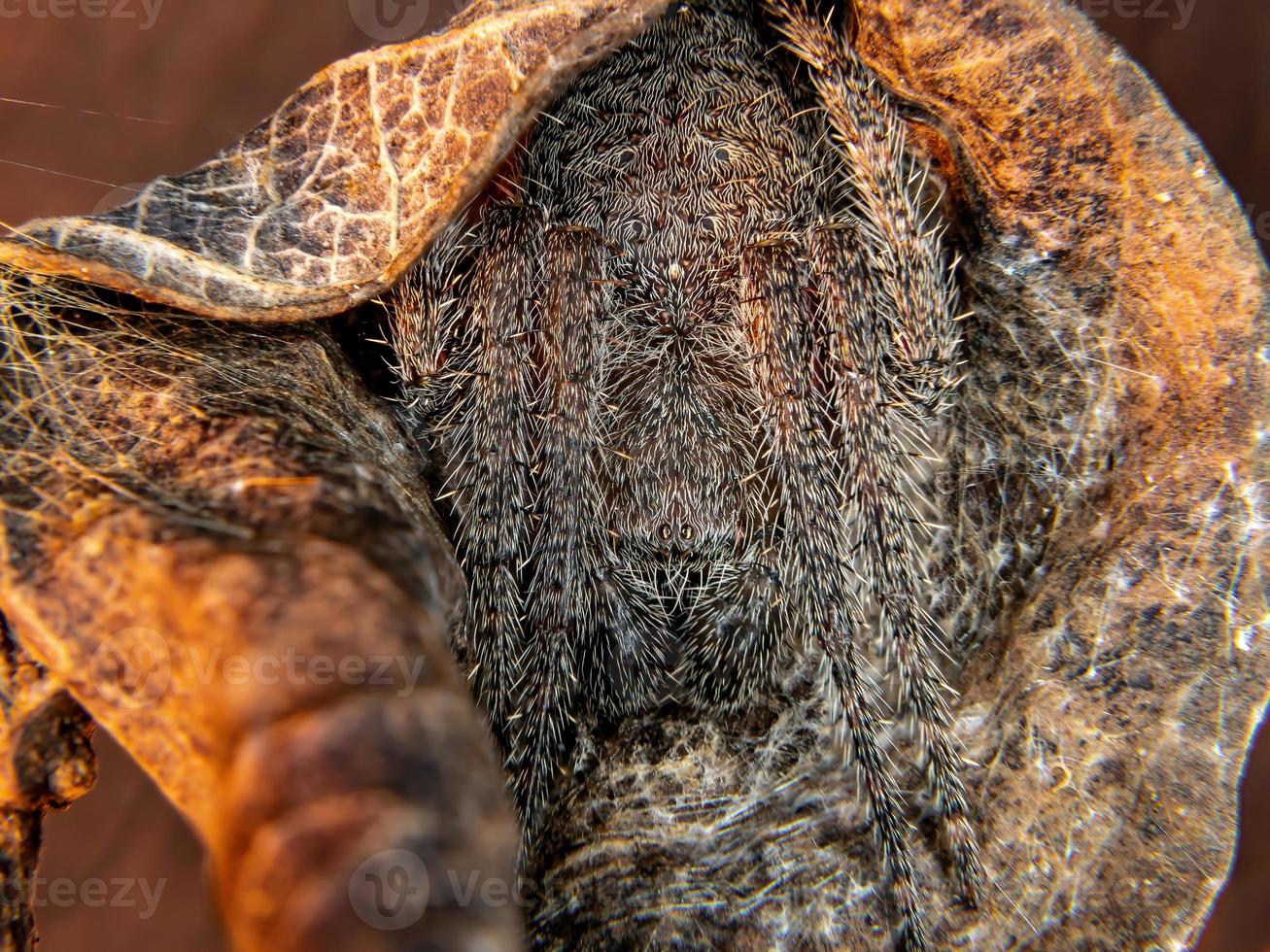 brasilianischer klassischer Orbweaver foto