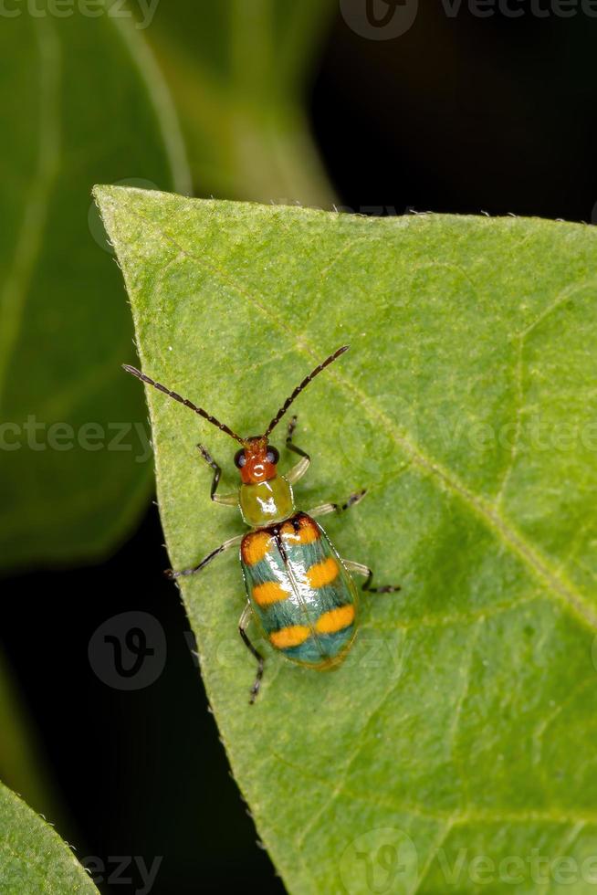 brasilianischer grüner Käfer foto