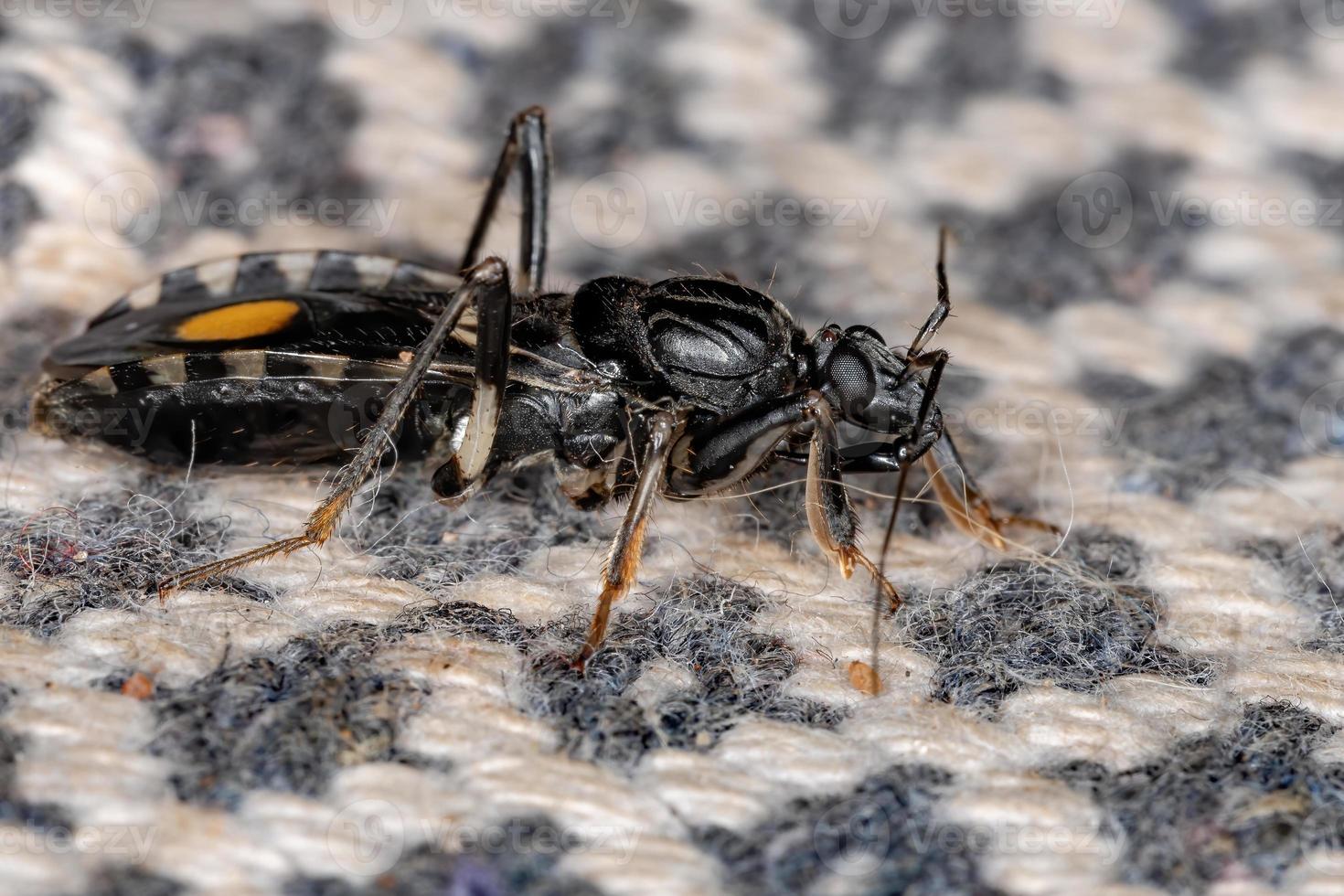 Korsarenkäfer für Erwachsene foto