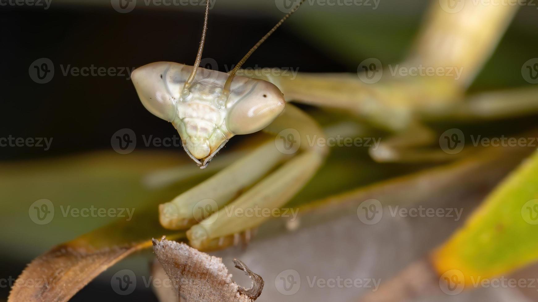 Brasilianische Grüne Mantis foto