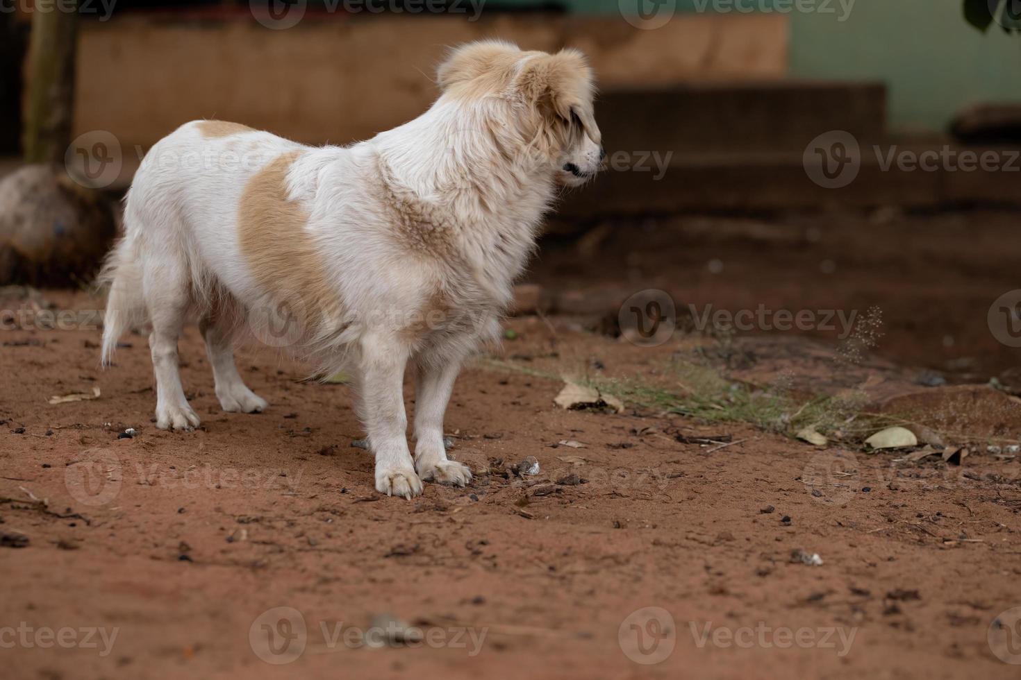 Haushund auf einem Bauernhof foto