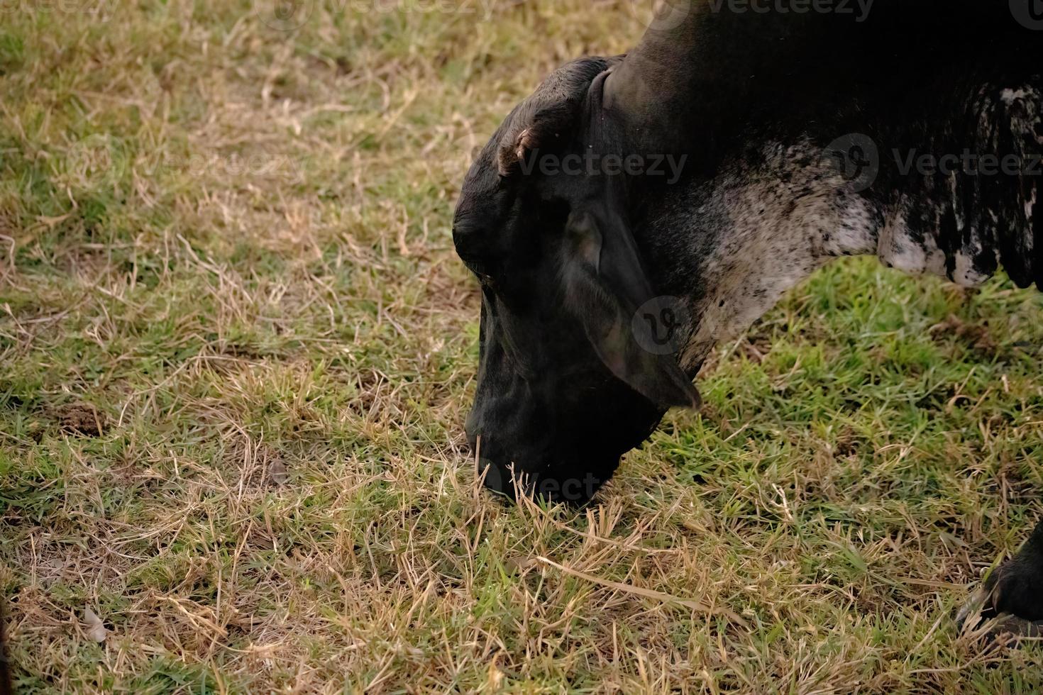 erwachsene Kuh auf einem Bauernhof foto