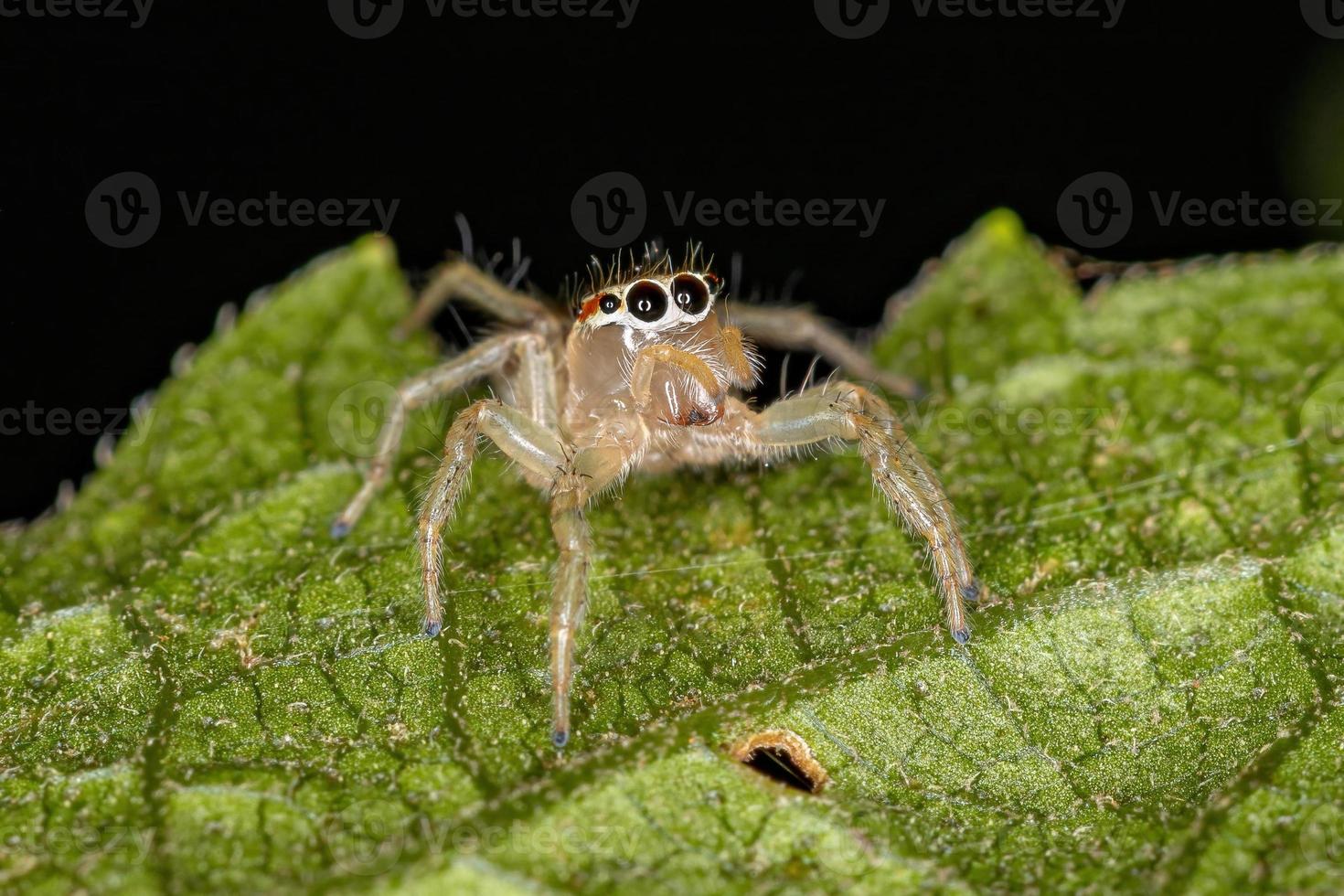 erwachsene weibliche Springspinne foto