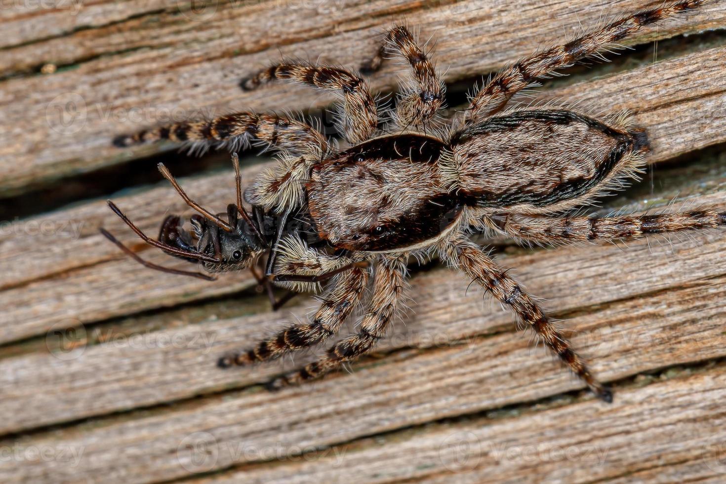 kleine weibliche männliche graue Wand springende Spinne foto