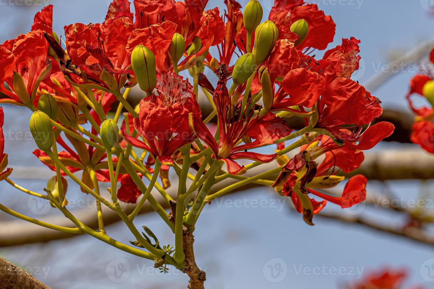 rote Blume des Baumes extravagant foto