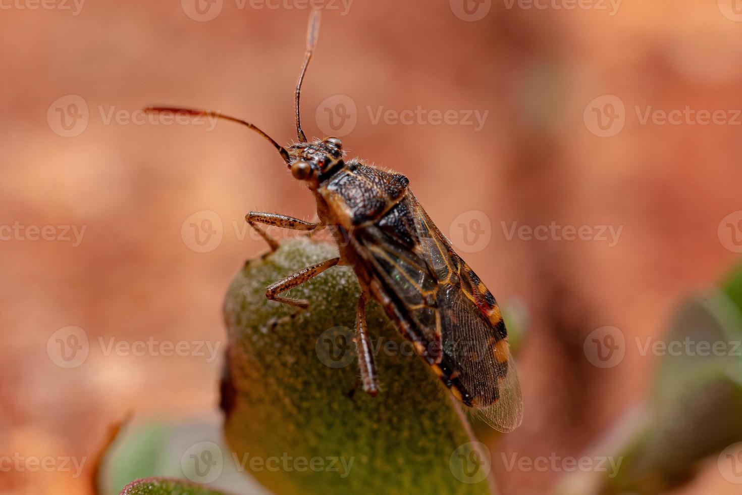 erwachsener geruchloser Pflanzenkäfer foto