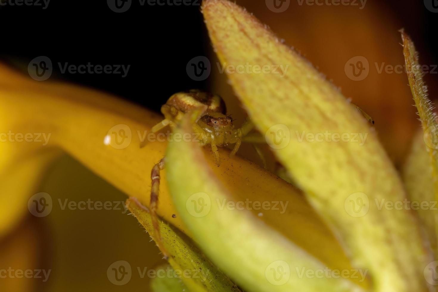 kleine Krabbenspinne foto