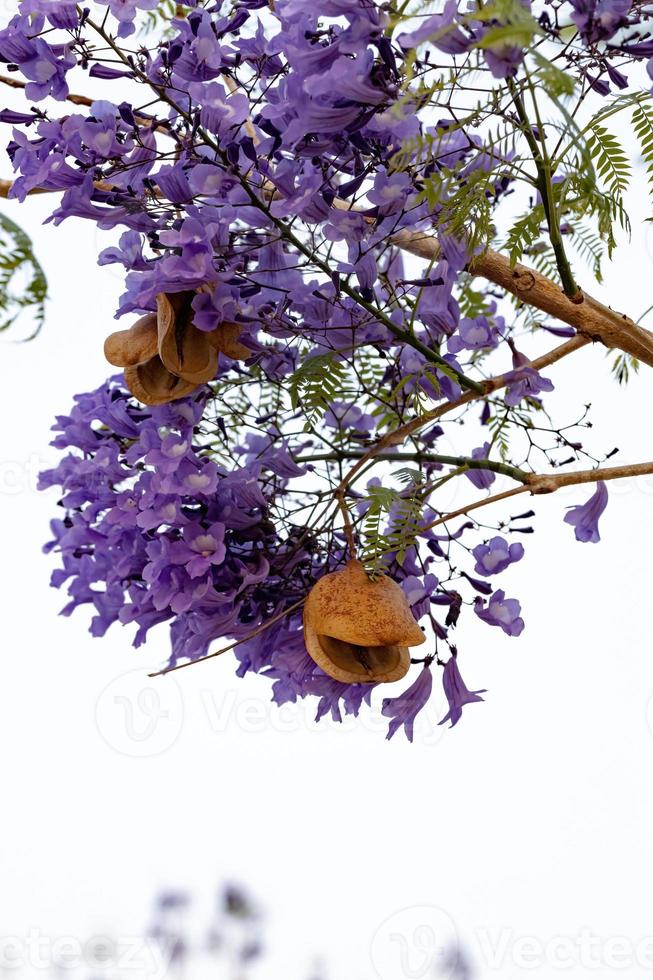 blauer Jacaranda-Baum foto