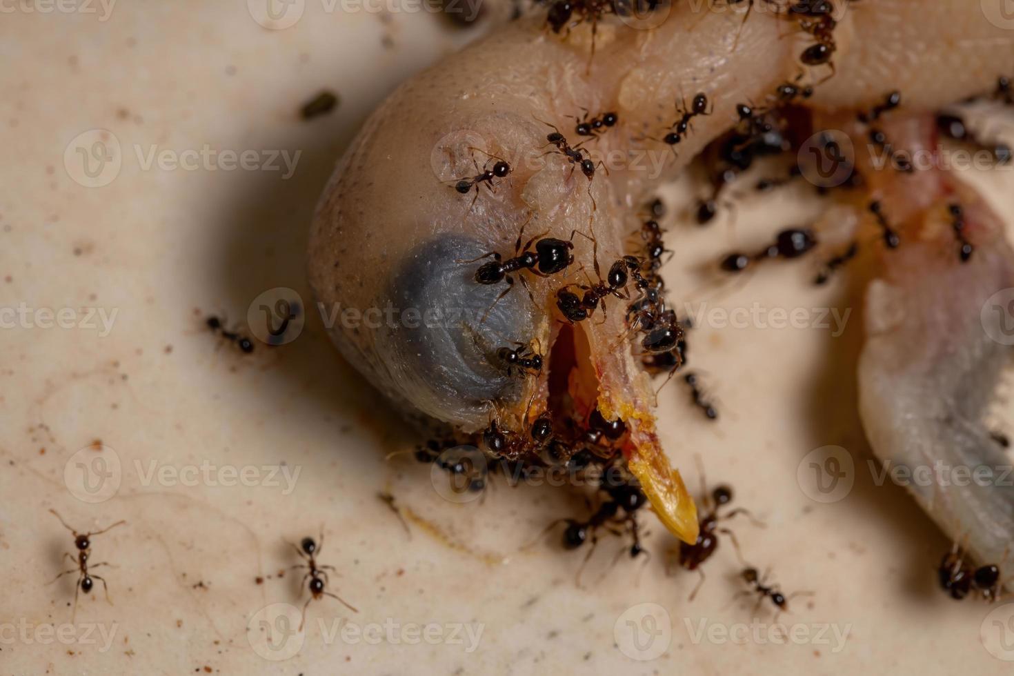Ameisen jagen einen toten Vogel foto
