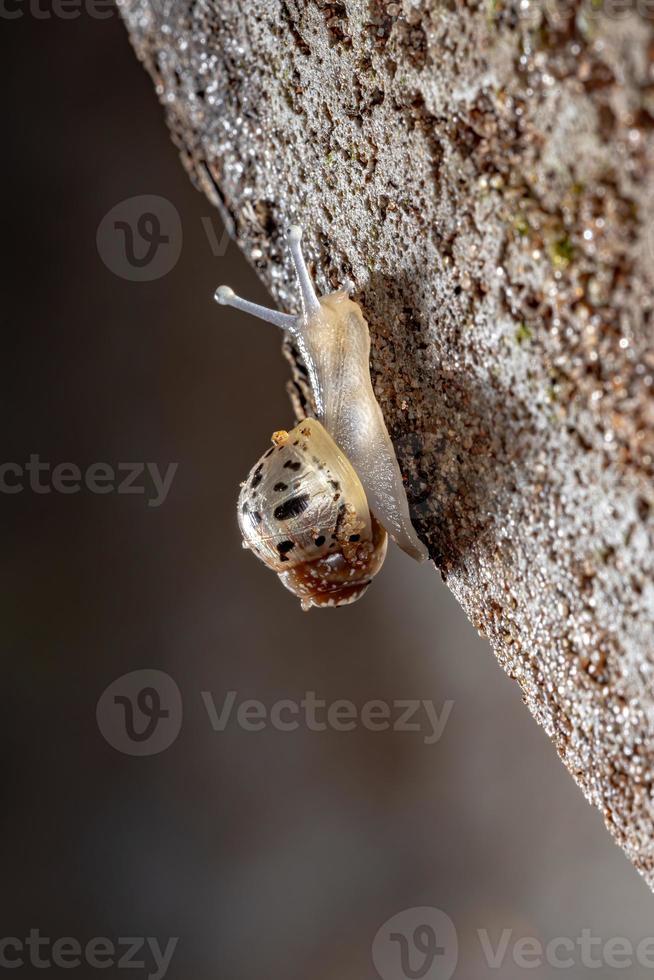 Afrikanische Riesenschnecke foto