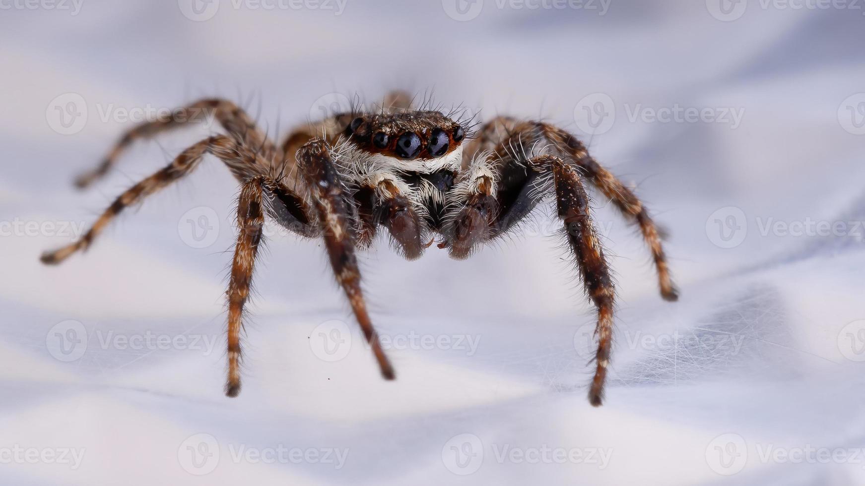 graue Wand springende Spinne foto