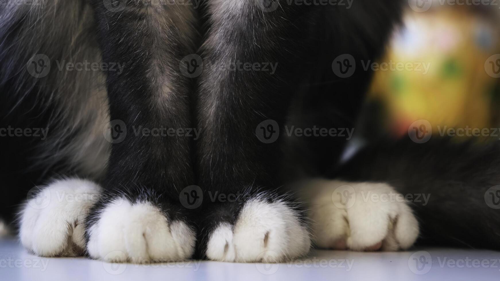 Weiß Pfoten von schwarz Katze auf Weiß eben Oberfläche. Konzept. schließen oben von schön Katze Pfoten und flauschige Schwanz, Katze Sitzung auf das Tabelle beim Zuhause auf verschwommen Hintergrund. foto