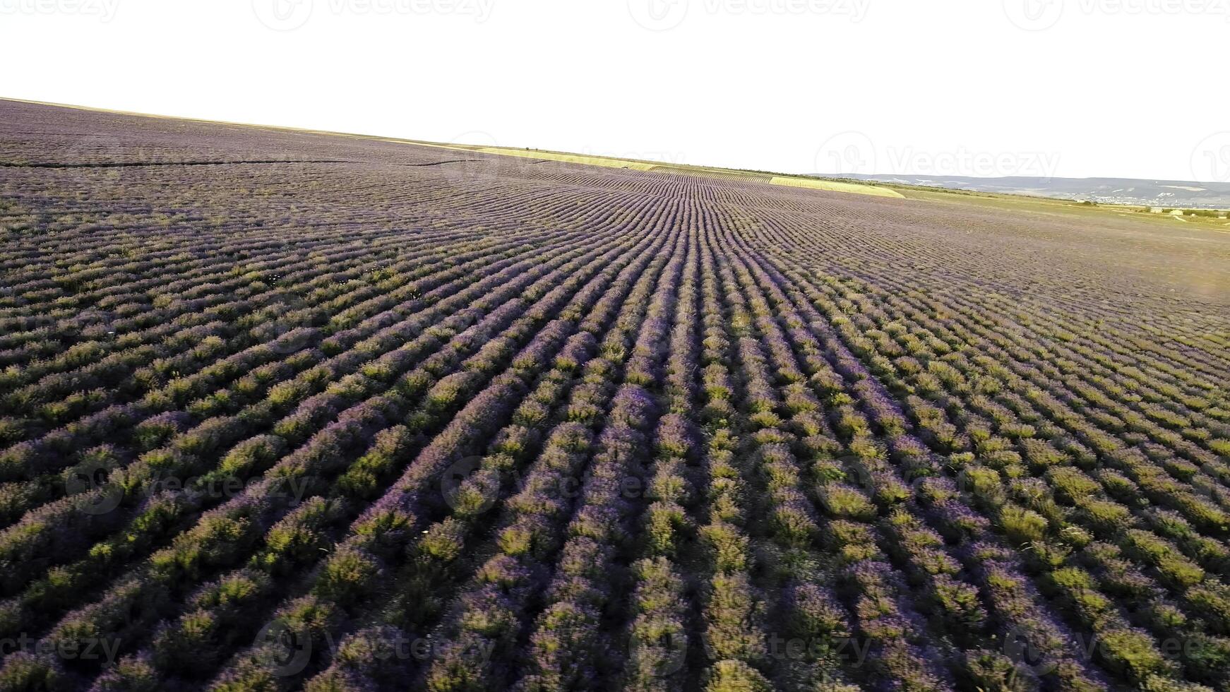 oben Aussicht von lila Reihen von Lavendel Feld. Schuss. schön Landschaft von Lavendel Feld. Landwirte Feld von duftend und nützlich Lavendel Gebüsch foto