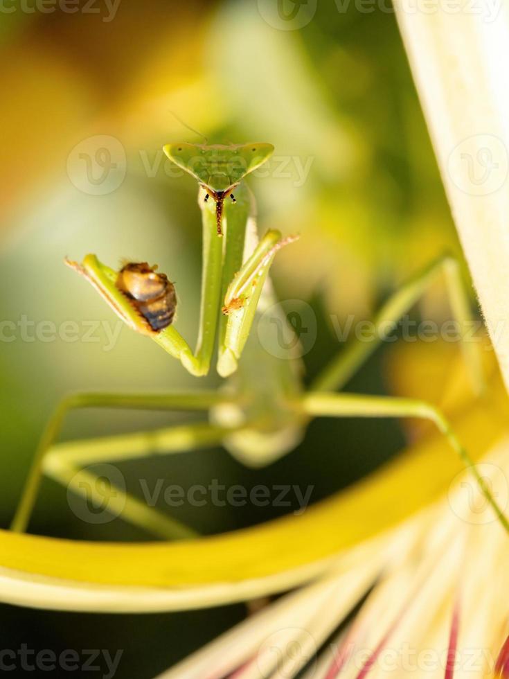 Mantis-Nymphe, die eine westliche Honigbiene jagt foto